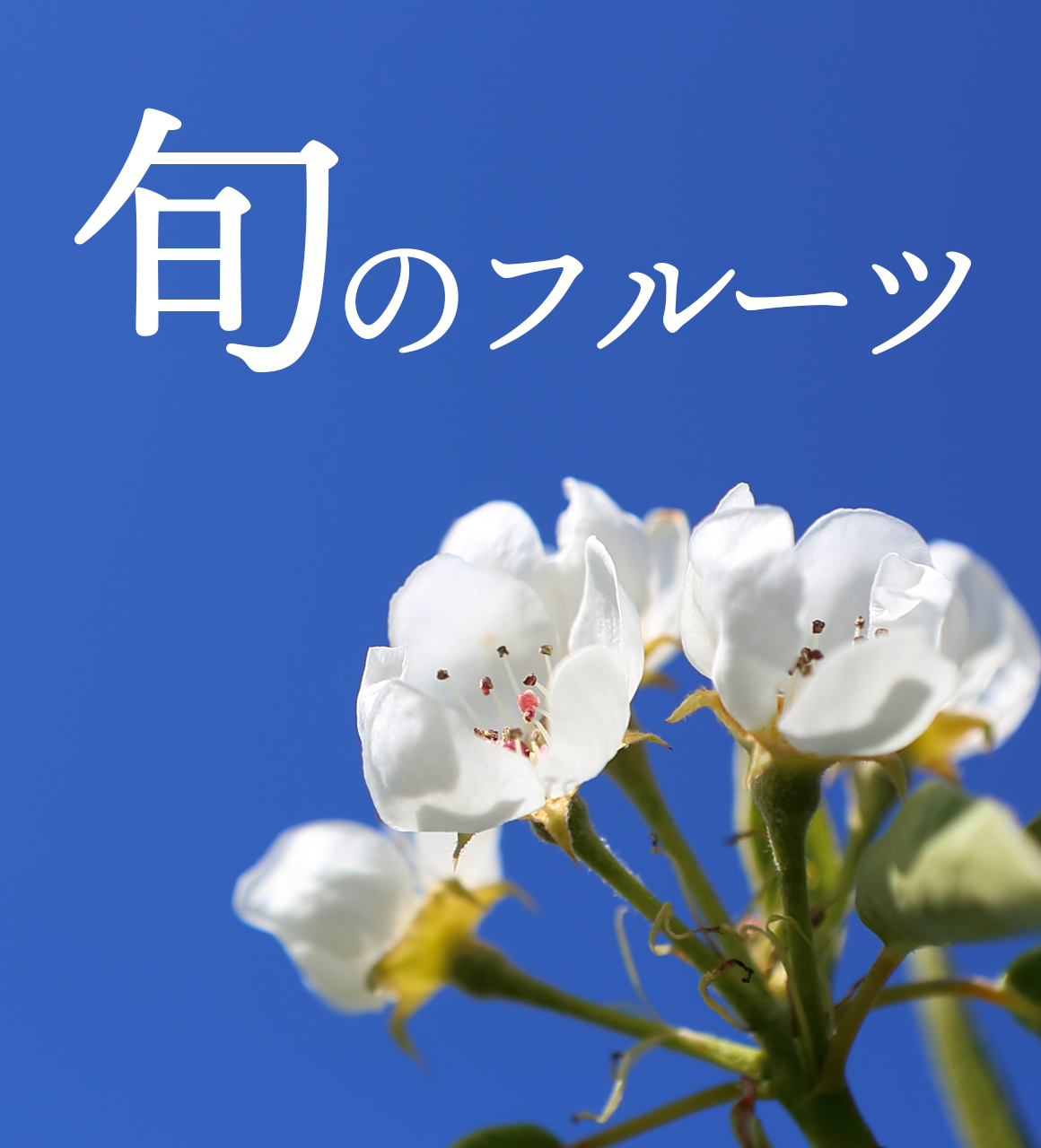 ܤΥե롼ġð-ICHIKA-